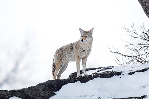 MIKAELA MACKENZIE / WINNIPEG FREE PRESS

A coyote on the riverbank at The Forks in Winnipeg on Tuesday, March 15, 2022. Standup.
Winnipeg Free Press 2022.