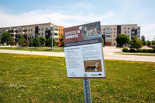 MIKE DEAL / WINNIPEG FREE PRESS
A sign warning of coyotes is posted along the Northeast Pioneers Greenway. The Greenway runs alongside the area where the coyote attacked a nine-year-old boy Saturday night.
230626 - Monday, June 26, 2023.