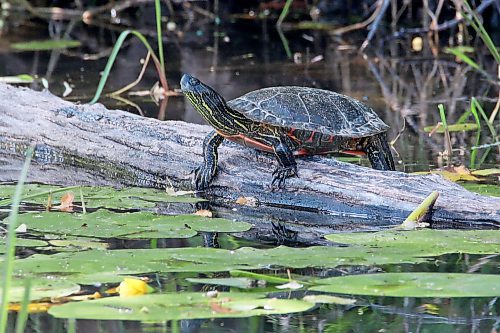 A western painted turtle soaks up the sun on a log in a pond at Spruce Woods Provincial Park on a hot Thursday. (Tim Smith/The Brandon Sun)