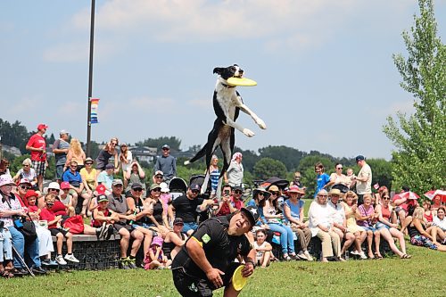 Shazam the border collie performs a tremendous leap off the back of Canine Stars founder Ethan Wilhelm to catch a frisbee. Wilhelm and his fellow Canine Starts trainers put together three different shows for Brandon’s Canada Day festivities at the Riverbank Discovery Centre, where their stunt dogs performed a variety of impressive physical feats for local families. (Kyle Darbyson/The Brandon Sun)