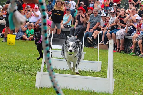 Mythic the border collie takes the lead in a two-dog race that closed out Canine Stars’ 2 p.m. show at the Riverbank Discovery Centre during Canada Day. (Kyle Darbyson/The Brandon Sun) 