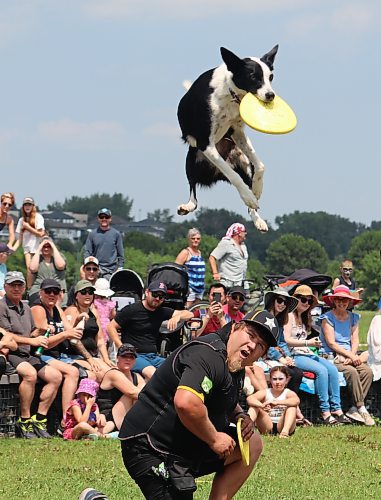 Shazam the border collie performs a tremendous leap off the back of Canine Stars founder Ethan Wilhelm to catch a frisbee. Wilhelm and his fellow Canine Starts trainers put together three different shows for Brandon’s Canada Day festivities at the Riverbank Discovery Centre, where their stunt dogs performed a variety of impressive physical feats for local families. (Kyle Darbyson/The Brandon Sun)