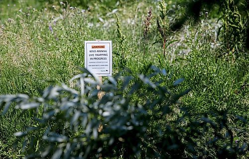 JOHN WOODS / WINNIPEG FREE PRESS
Signs have been posted near the location of a second coyote attack in North Kildonan, Winnipeg Sunday, July 2, 2023. On June 30 a four year was attacked by a coyote.

Report: clarke