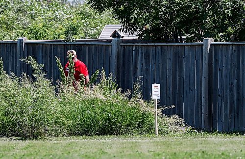 JOHN WOODS / WINNIPEG FREE PRESS
A person works near a trapped area and the location of a second coyote attack in North Kildonan, Winnipeg Sunday, July 2, 2023. On June 30 a four year was attacked by a coyote.

Report: clarke