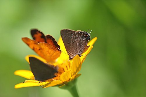 Three butterflies land on a bright yellow wildflower along a trail in the Brandon Hills Wildlife Management Area on Monday. (Photos by Matt Goerzen/The Brandon Sun)
