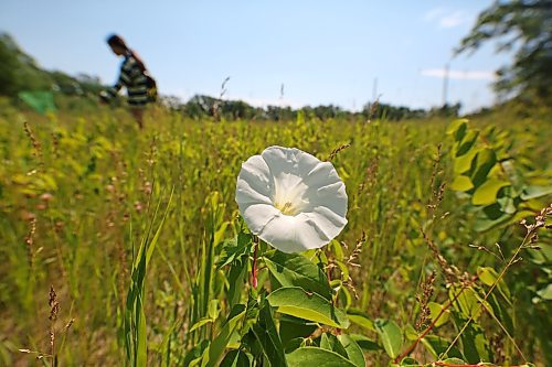 A wild morning glory grows in a meadow, while a girl chases bugs with a net in the background in the Brandon Hills Wildlife Management Area on Monday. (Matt Goerzen/The Brandon Sun)