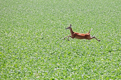 A deer bounds through a crop along Grand Valley Road west of Brandon on a hot Monday. (Tim Smith/The Brandon Sun)