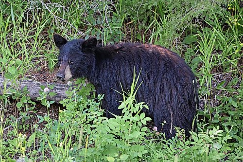 29072022
A black bear grazes along Highway 10 in Riding Mountain National Park on a hot Friday afternoon. (Tim Smith/The Brandon Sun)