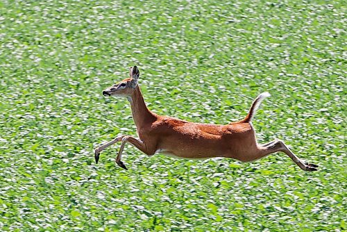 03072023
A deer bounds through a crop along Grand Valley Road west of Brandon on a hot Monday.
(Tim Smith/The Brandon Sun)