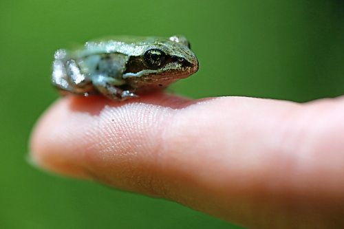A tiny frog found along a trail in the Brandon Hills Wildlife Management Area sits on the finger of a young girl on Monday afternoon. (Matt goerzen/The Brandon Sun)