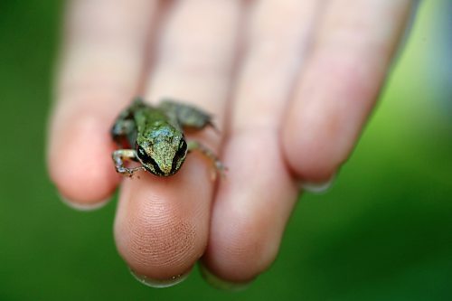 A tiny frog found along a trail in the Brandon Hills Wildlife Management Area sits on the fingers of a young girl on Monday afternoon. (Matt goerzen/The Brandon Sun)