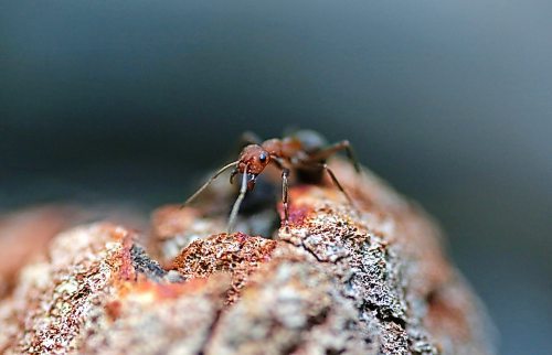 An ant explores a decaying log along a trail in the Brandon Hills Wildlife Management Area on Monday afternoon. (Matt Goerzen/The Brandon Sun)