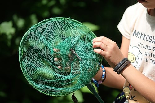 A girl releases a dragonfly from a net while out bug hunting in the Brandon Hills Wildlife Management Area on Monday afternoon. (Matt Goerzen/The Brandon Sun)