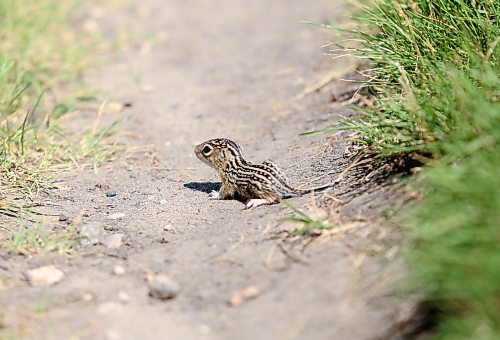 A 13-lined ground squirrel pauses along a path in the Brandon Hills Wildlife Management Area on Monday afternoon. (Matt Goerzen/The Brandon Sun)