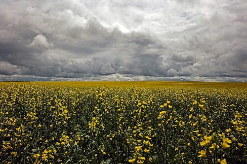 Storm clouds move over a crop of canola west of Brandon on a cool and windy Tuesday. (Tim Smith/The Brandon Sun)