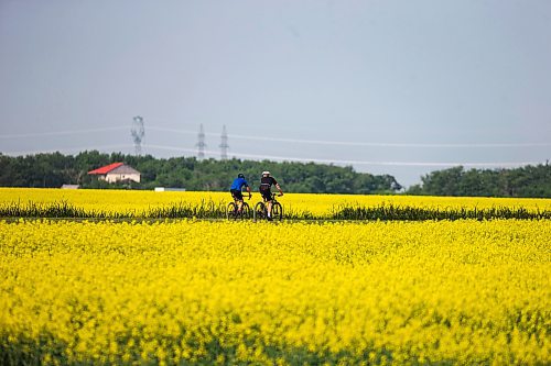 MIKAELA MACKENZIE / WINNIPEG FREE PRESS

Cyclists ride through canola fields on the Headingley Grand Trunk Trail west of Winnipeg on Tuesday, July 4, 2023. Standup.
Winnipeg Free Press 2023.