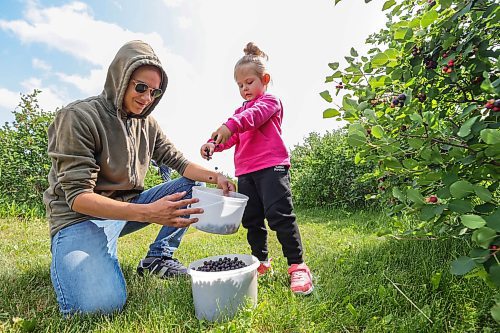 RUTH BONNEVILLE / WINNIPEG FREE PRESS

Standup - Saskatoon picking 

Matvii Popelych helps his little sister, Monica (3yrs), pick saskatoons at Purple Berry Orchard Tuesday.  Matvii along with his mom, Tetiana, little brother Maksym (11yrs) and little sister Monica (3yrs), all from the Ukraine, enjoy picking about 3 pails of saskatoons for the first time at the orchard on Tuesday. 
 
Photos of Purple Berry Orchard  U-pick saskatoon orchard, located just outside of Winnipeg on the west perimeter with10 acres of Saskatoon picking.  The season started on Tuesday, July 4th and runs about 7 - 10 days with hours ranging from morning to mid-afternoon depending on how much crop is picked that day.  Call ahead to get more details.  

The family owned business is to provide fresh saskatoon berries to the local markets, and welcome U-pickers in-season. They also offer machine harvested berries and clean them, box them, and keep them refridgerated on site after u-pick season.  

July 4th,  2023
