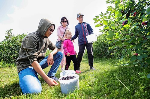 RUTH BONNEVILLE / WINNIPEG FREE PRESS

Standup - Saskatoon picking 

Matvii Popelych helps his little sister, Monica (3yrs), pick saskatoons at Purple Berry Orchard Tuesday.  Matvii along with his mom, Tetiana, little brother Maksym (11yrs) and little sister Monica (3yrs), all from the Ukraine, enjoy picking about 3 pails of saskatoons for the first time at the orchard on Tuesday. 
 
Photos of Purple Berry Orchard  U-pick saskatoon orchard, located just outside of Winnipeg on the west perimeter with10 acres of Saskatoon picking.  The season started on Tuesday, July 4th and runs about 7 - 10 days with hours ranging from morning to mid-afternoon depending on how much crop is picked that day.  Call ahead to get more details.  

The family owned business is to provide fresh saskatoon berries to the local markets, and welcome U-pickers in-season. They also offer machine harvested berries and clean them, box them, and keep them refridgerated on site after u-pick season.  

July 4th,  2023
