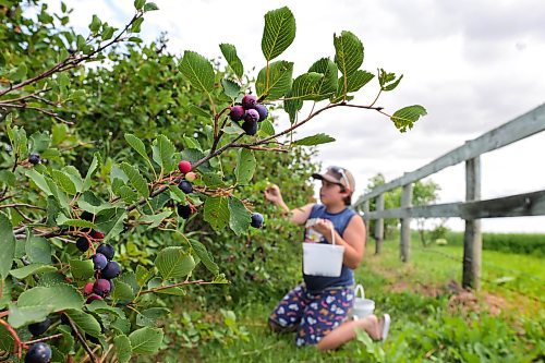 RUTH BONNEVILLE / WINNIPEG FREE PRESS

Standup - Saskatoon picking 

Daniel Kennedy, 11yrs, stops with his mom, Mandy to pick saskatoons on their way home from a camping trip at Purple Berry Orchard Tuesday. 
 
Photos of Purple Berry Orchard  U-pick saskatoon orchard, located just outside of Winnipeg on the west perimeter with10 acres of Saskatoon picking.  The season started on Tuesday, July 4th and runs about 7 - 10 days with hours ranging from morning to mid-afternoon depending on how much crop is picked that day.  Call ahead to get more details.  

The family owned business is to provide fresh saskatoon berries to the local markets, and welcome U-pickers in-season. They also offer machine harvested berries and clean them, box them, and keep them refridgerated on site after u-pick season.  

July 4th,  2023
