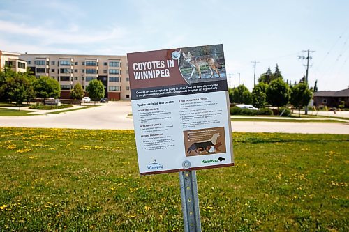 MIKE DEAL / WINNIPEG FREE PRESS
A sign warning of coyotes is posted along the Northeast Pioneers Greenway. The Greenway runs alongside the area where the coyote attacked a nine-year-old boy Saturday night.
230626 - Monday, June 26, 2023.