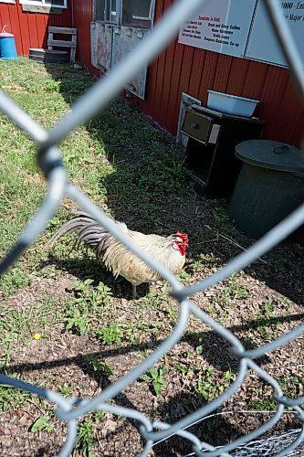 A rooster was one of the two free-roaming birds to survive a rampage that killed 14 birds and one rabbit, and possibly two kittens, after two dogs dug under a fence to gain access to the animals on Wednesday morning. Volunteers say the rooster was able to fly up onto the barn roof to escape the attack. (Miranda Leybourne/The Brandon Sun)