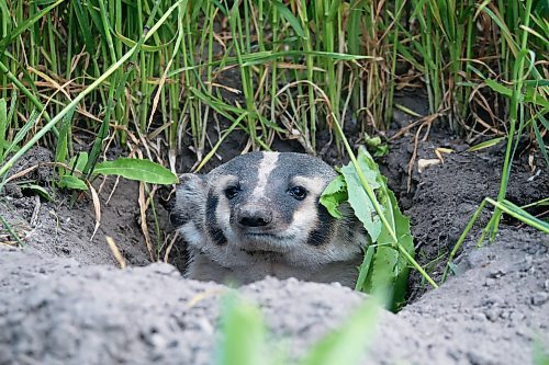 06072023
A badger peers out from its den near Gladstone, Manitoba on a sunny Thursday afternoon. 
(Tim Smith/The Brandon Sun)