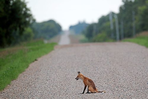 06072023
A red fox sits on a gravel road northeast of Carberry, Manitoba on a sunny Thursday afternoon. 
(Tim Smith/The Brandon Sun)
