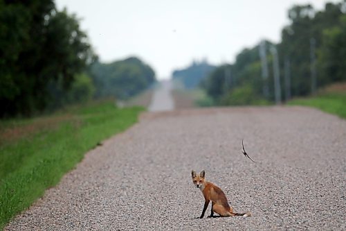 06072023
A red fox sits on a gravel road northeast of Carberry, Manitoba on a sunny Thursday afternoon. 
(Tim Smith/The Brandon Sun)
