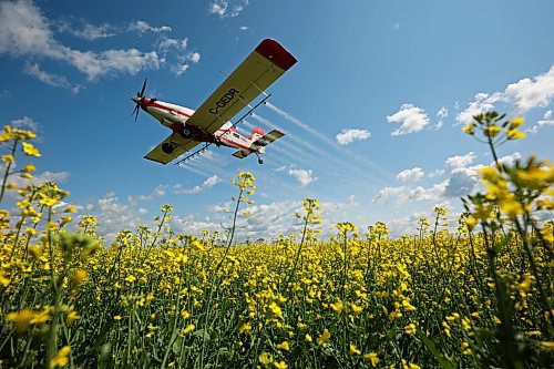 John Lepp with Rivers Air Spray applies fungicide to a canola crop north of Rivers with his Air Tractor AT-802F during a busy day of aerial spraying on Friday. Early July is a busy time for Rivers Air Spray, with Lepp often working from sunrise to sunset. See more photos on Page A3. (Tim Smith/The Brandon Sun)