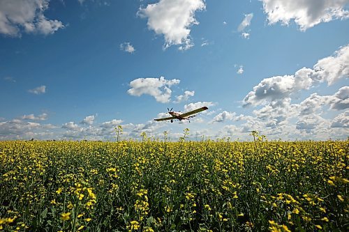 07072023
John Lepp with Rivers Air Spray applies fungicide to a canola crop north of Rivers with his Air Tractor AT-802F during a busy day of aerial spraying on Friday. Early July is a busy time for Rivers Air Spray with the Lepp&#x2019;s often working from sunrise to sunset.
(Tim Smith/The Brandon Sun)