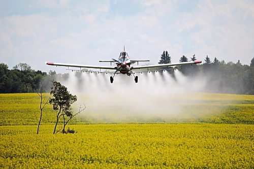 07072023
John Lepp with Rivers Air Spray applies fungicide to a canola crop north of Rivers with his Air Tractor AT-802F during a busy day of aerial spraying on Friday. Early July is a busy time for Rivers Air Spray with the Lepp&#x2019;s often working from sunrise to sunset.
(Tim Smith/The Brandon Sun)