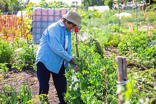 MIKAELA MACKENZIE / WINNIPEG FREE PRESS

Zenaida Ramos harvests peas on her plot at the South Osborne Community Gardens on Tuesday, July 11, 2023.  Standup.
Winnipeg Free Press 2023.