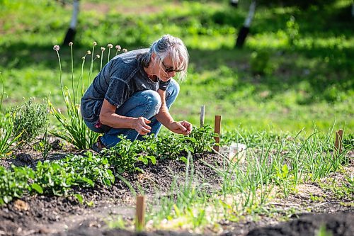 MIKAELA MACKENZIE / WINNIPEG FREE PRESS

Nora Hogman picks potato bugs off her plants at the South Osborne Community Gardens on Tuesday, July 11, 2023.  Standup.
Winnipeg Free Press 2023.