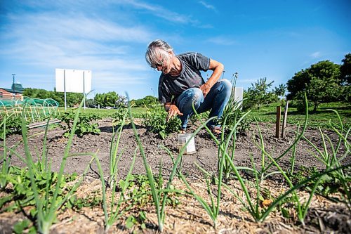 MIKAELA MACKENZIE / WINNIPEG FREE PRESS

Nora Hogman picks potato bugs off her plants at the South Osborne Community Gardens on Tuesday, July 11, 2023.  Standup.
Winnipeg Free Press 2023.