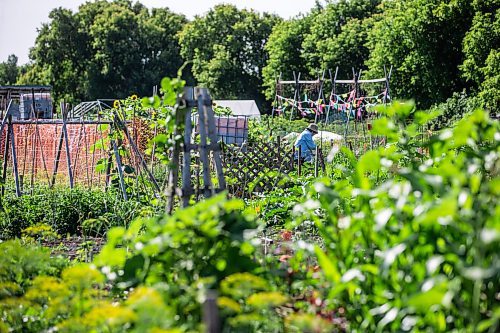 MIKAELA MACKENZIE / WINNIPEG FREE PRESS

Zenaida Ramos harvests peas on her plot at the South Osborne Community Gardens on Tuesday, July 11, 2023.  Standup.
Winnipeg Free Press 2023.