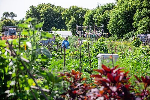 MIKAELA MACKENZIE / WINNIPEG FREE PRESS

Zenaida Ramos harvests peas on her plot at the South Osborne Community Gardens on Tuesday, July 11, 2023.  Standup.
Winnipeg Free Press 2023.