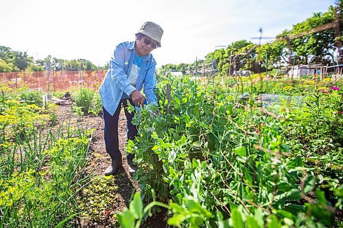 MIKAELA MACKENZIE / WINNIPEG FREE PRESS

Zenaida Ramos harvests peas on her plot at the South Osborne Community Gardens on Tuesday, July 11, 2023.  Standup.
Winnipeg Free Press 2023.