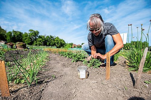 MIKAELA MACKENZIE / WINNIPEG FREE PRESS

Nora Hogman picks potato bugs off her plants at the South Osborne Community Gardens on Tuesday, July 11, 2023.  Standup.
Winnipeg Free Press 2023.