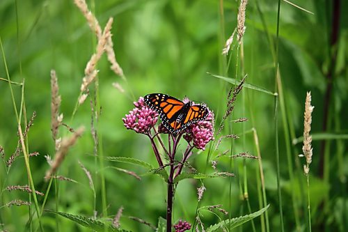 11072023
A monarch butterfly perches on a flower northeast of Minnedosa on a warm Tuesday. (Tim Smith/The Brandon Sun)
