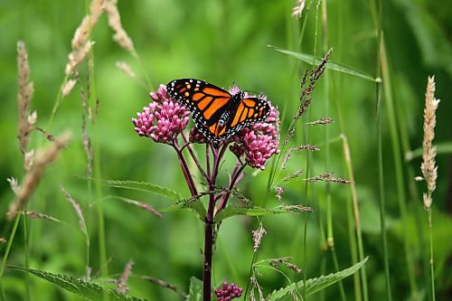 11072023
A monarch butterfly perches on a flower northeast of Minnedosa on a warm Tuesday. (Tim Smith/The Brandon Sun)11072023
The Kiwanis Pool on 13th Street in Brandon sits empty and unused, as seen from above on Tuesday. (Tim Smith/The Brandon Sun)
