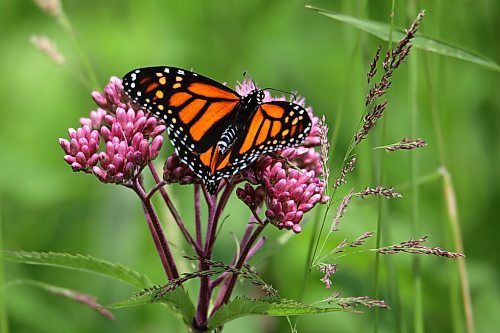 11072023
A monarch butterfly perches on a flower northeast of Minnedosa on a warm Tuesday. (Tim Smith/The Brandon Sun)