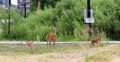 A doe with two fawns forage near the walking bridge at the Riverbank Discovery Centre trails on Wednesday. (Matt Goerzen/The Brandon Sun)