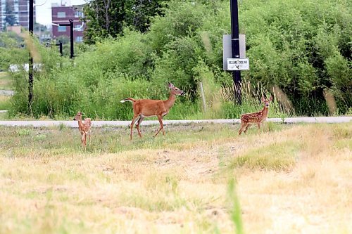 A doe with two fawns forage near the walking bridge at the Riverbank Discovery Centre trails on Wednesday. (Matt Goerzen/The Brandon Sun)