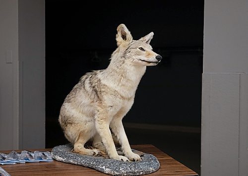 JESSICA LEE / WINNIPEG FREE PRESS

A taxidermy coyote is photographed at Gateway Recreation Centre during a public information session on living with coyotes on July 12, 2023.

Reporter: Tessa