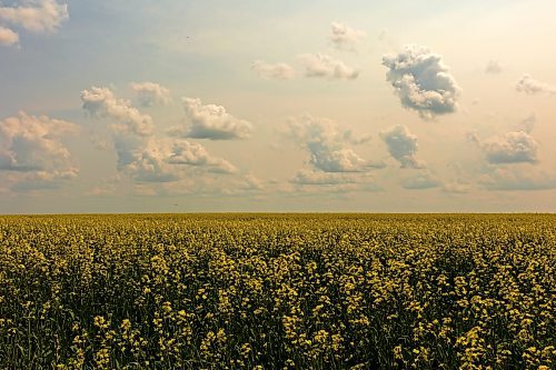13072023
Canola in bloom casts a sea of yellow underneath a cloudy sky near Bethany, Manitoba on Thursday afternoon. (Tim Smith/The Brandon Sun)