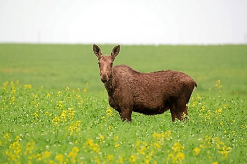 14072023
A moose grazes in a field of canola bordering the Trans Canada Highway west of Brandon on a smoky Friday afternoon.  (Tim Smith/The Brandon Sun)