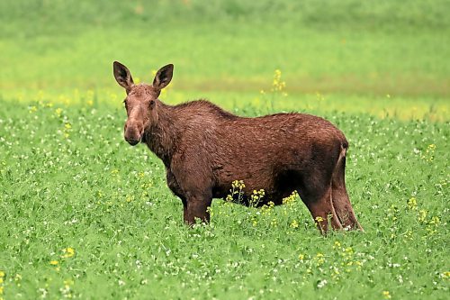 14072023
A moose grazes in a field of canola bordering the Trans Canada Highway west of Brandon on a smoky Friday afternoon.  (Tim Smith/The Brandon Sun)