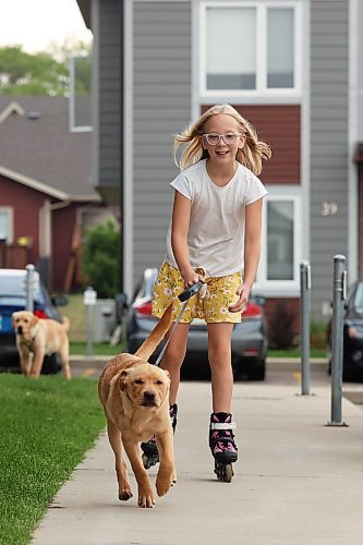 18072023
Nine-year-old Brielle Chabluk inline skates with one of her family&#x2019;s puppies, Boo, while Boo&#x2019;s sibling Sully, trails behind on Tuesday. The two four-month-old golden retriever, black lab, border collie crosses are named after characters from the movie Monsters Inc. 
(Tim Smith/The Brandon Sun)