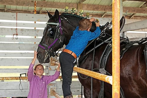 18072023
Lainey and Connor Betteridge of Minnedosa visit and help out with one of the heavy horses from West Spring Percherons after West Spring&#x2019;s heavy horse and wagon demonstration during the 135th Annual Strathclair Ag Society Fair on Tuesday. The Strathclair Ag Society Fair is one of six stops for the annual Milk Run, a six day long series of town fairs in close proximity. The other fairs include Oak River, Shoal Lake, Hamiota, Harding and Oak Lake. The Strathclair fair included a light horse show, a beef show, a heavy horse driving demonstration and a wide variety of entertainment, games and other activities. 
(Tim Smith/The Brandon Sun)