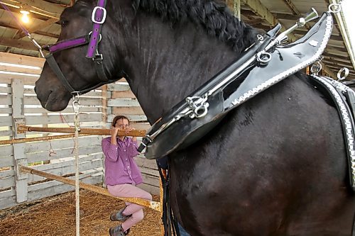 18072023
Lainey Betteridge of Minnedosa visits with one of the heavy horses from West Spring Percherons after West Spring&#x2019;s heavy horse and wagon demonstration during the 135th Annual Strathclair Ag Society Fair on Tuesday. The Strathclair Ag Society Fair is one of six stops for the annual Milk Run, a six day long series of town fairs in close proximity. The other fairs include Oak River, Shoal Lake, Hamiota, Harding and Oak Lake. The Strathclair fair included a light horse show, a beef show, a heavy horse driving demonstration and a wide variety of entertainment, games and other activities. 
(Tim Smith/The Brandon Sun)